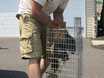 Suffolk County Groundhog Trapping & Woodchuck Removal